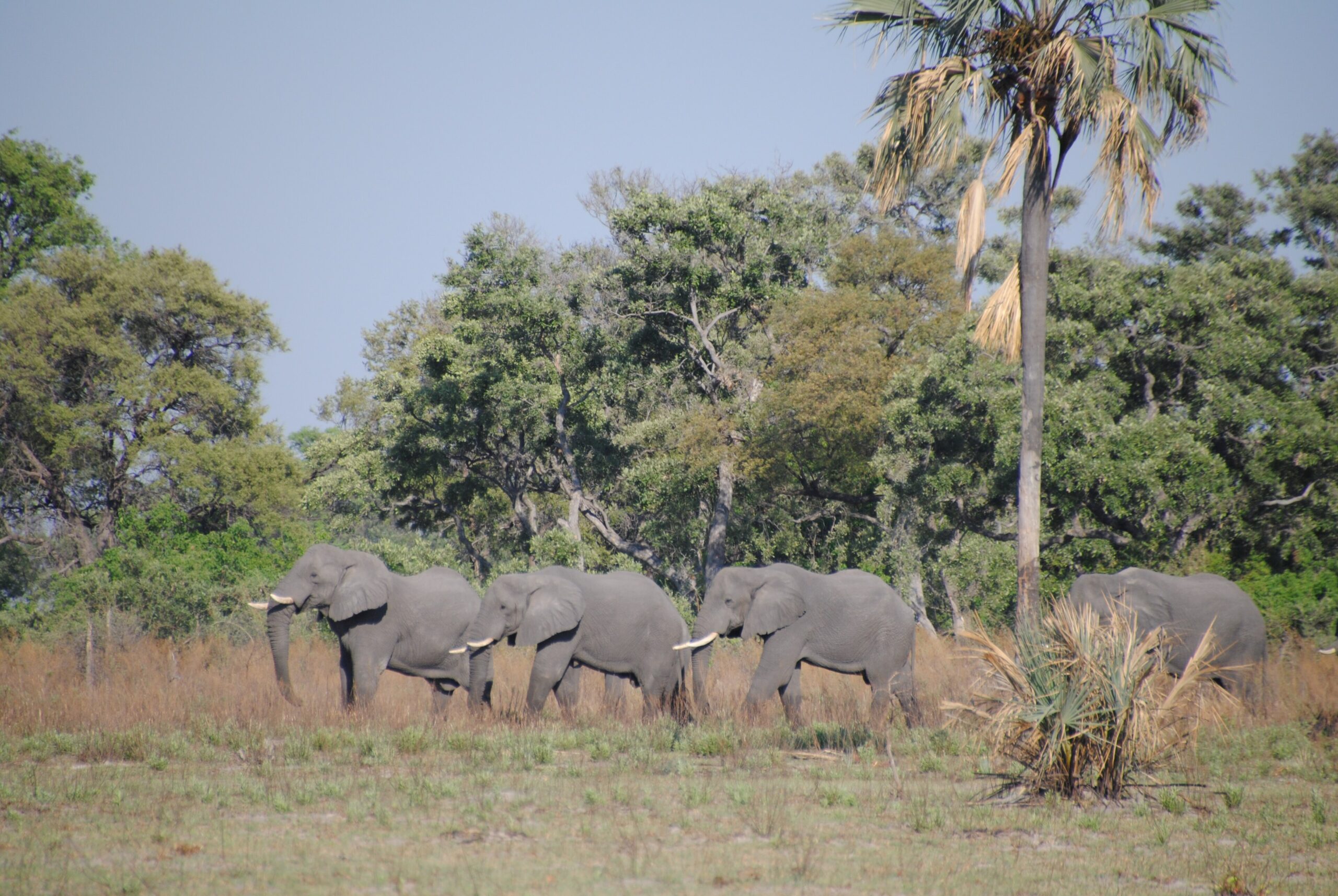 Mehrere Elefanten ziehen hintereinander an einer Palme und dichtem Wald vorbei, Okavango-Delta