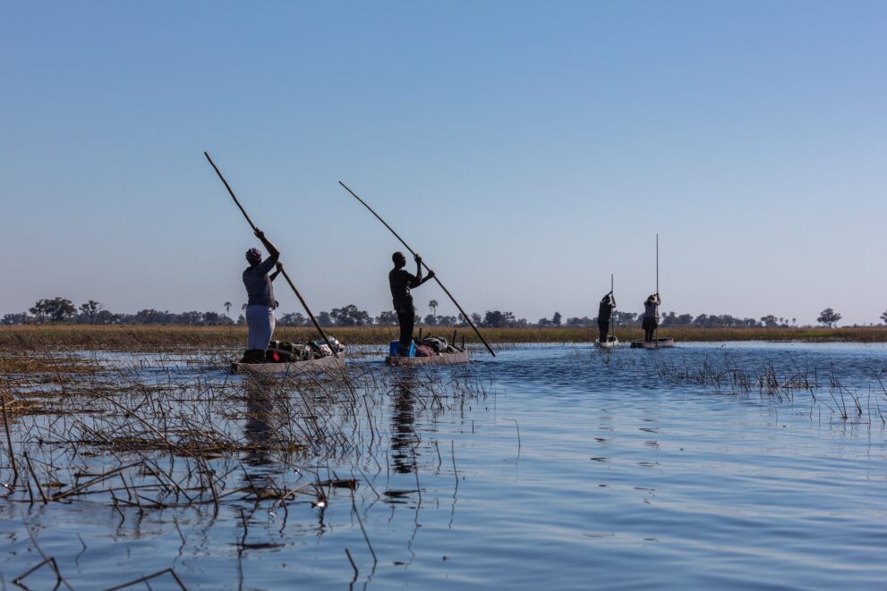 Mokoros mit stehenden Polern auf dem offenen Wasser des Okavango-Deltas, im Hintergrund Schilf und Palmen
