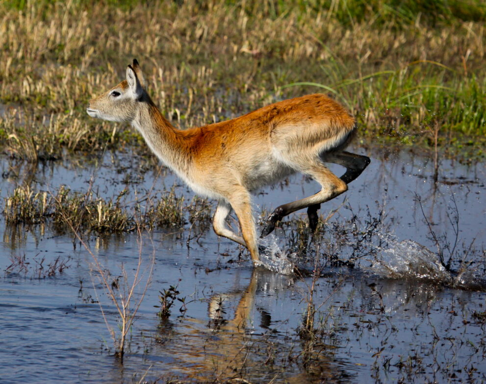 Eine Rote Letschwe springt durch das flache Wasser einer Überschwemmungsfläche im Okavango-Delta in Botswana
