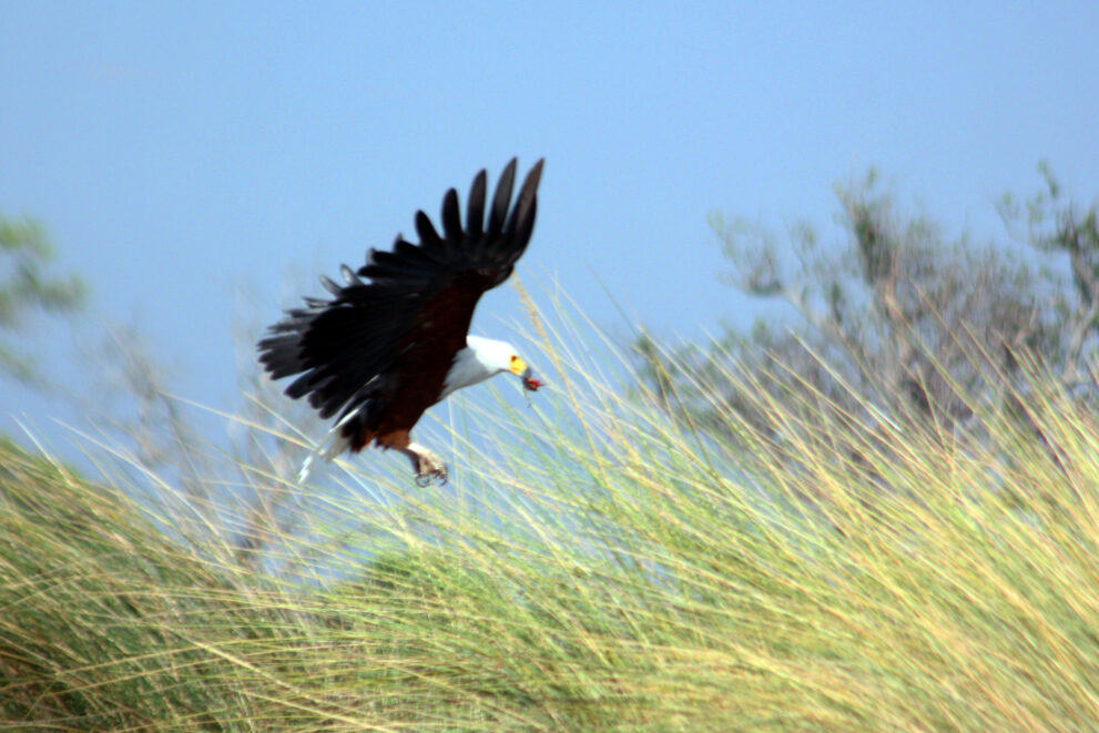 Ein Schreiseeadler im Anflug über hohem Ufergras im Okavango-Delta in Botswana