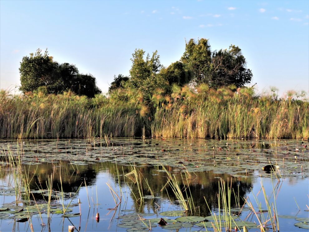 Seerosen und Papyrus an der Shinde-Lagune im Okavango-Delta, dahinter eine Insel mit dichten Bäumen