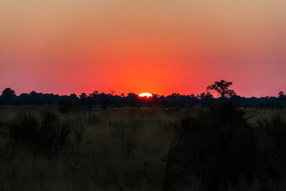 Sonnenuntergang über dem Okavango-Delta, Palmen und Bäume zeichnen sich als Silhouette vor dem roten Himmel ab