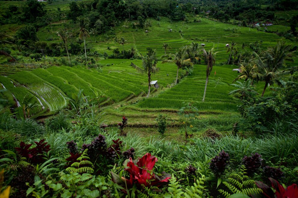 Üppig grüne Reisterrassen bei Senganan im Bezirk Penebel, Tabanan auf Bali, mit Palmen und Blüten im Vordergrund