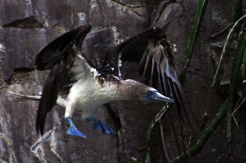 Blaufußtölpel fliegt von einer Felswand im Perlen-Archipel im Golf von Panama ab