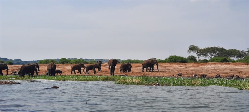 Elefantenherde und Büffel am Ufer des Kazinga-Kanals im Queen-Elizabeth-Nationalpark in Uganda