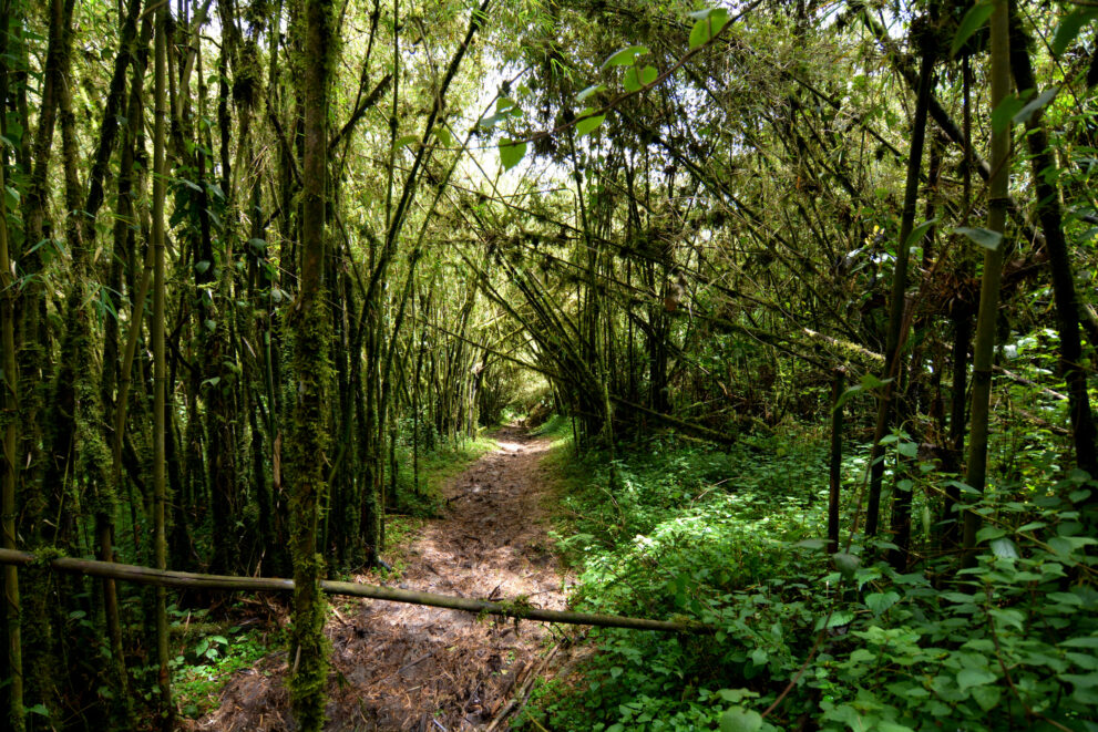 Wanderweg durch einen Bambustunnel auf dem Mahoma-Trail im Ruwenzori-Nationalpark in Uganda