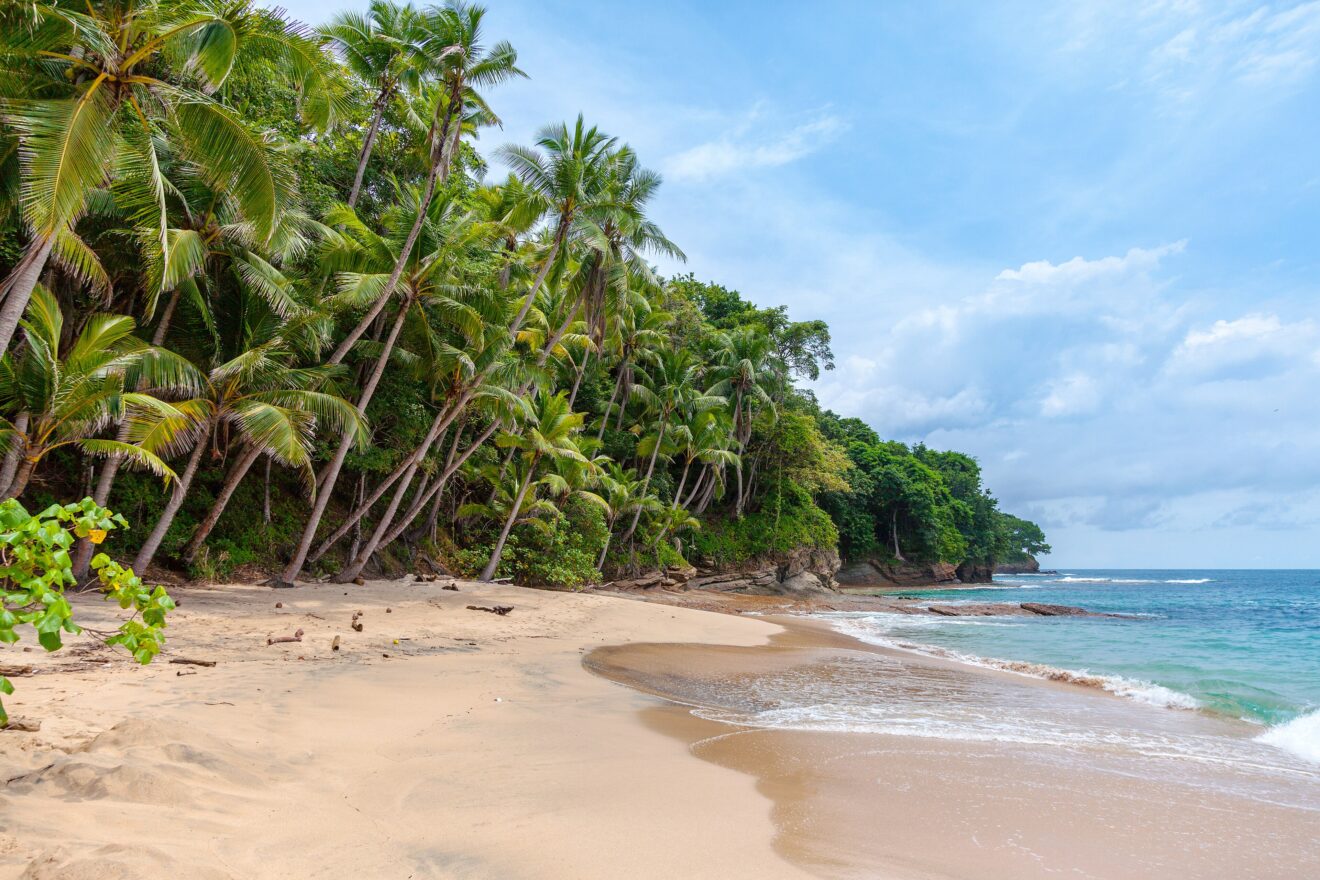 Palmen und Regenwald reichen bis an den Sand der Playa Blanca auf Saboga im Perlen-Archipel vor Panama