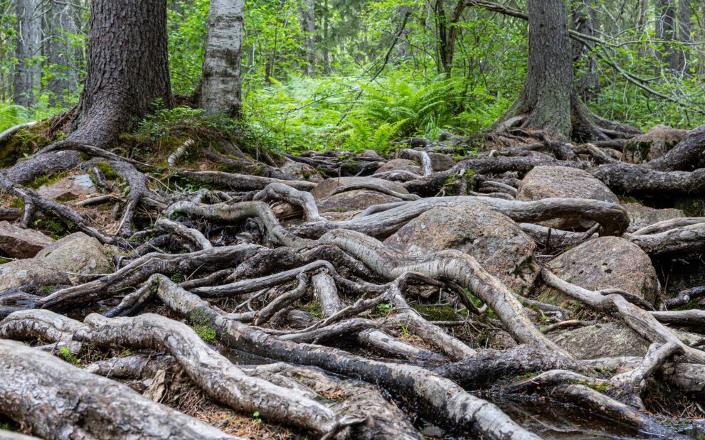Wurzelgeflecht von Fichten auf dem steinigen Waldboden im Nationalpark Skuleskogen in Ångermanland
