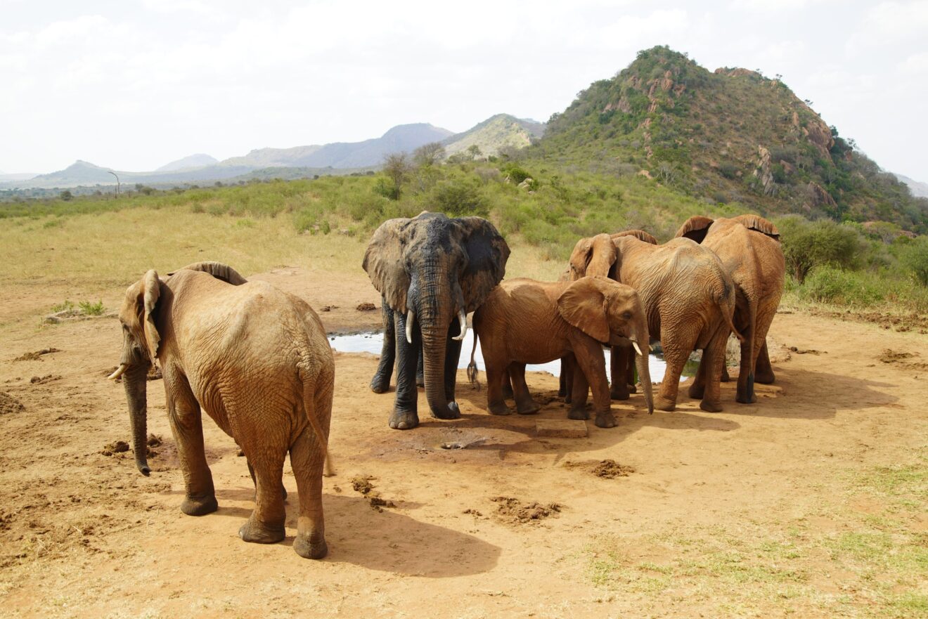 Mehrere Elefanten mit rotem Staub auf der Haut stehen an einer Wasserstelle vor einem felsigen Hügel im Tsavo-West-Nationalpark