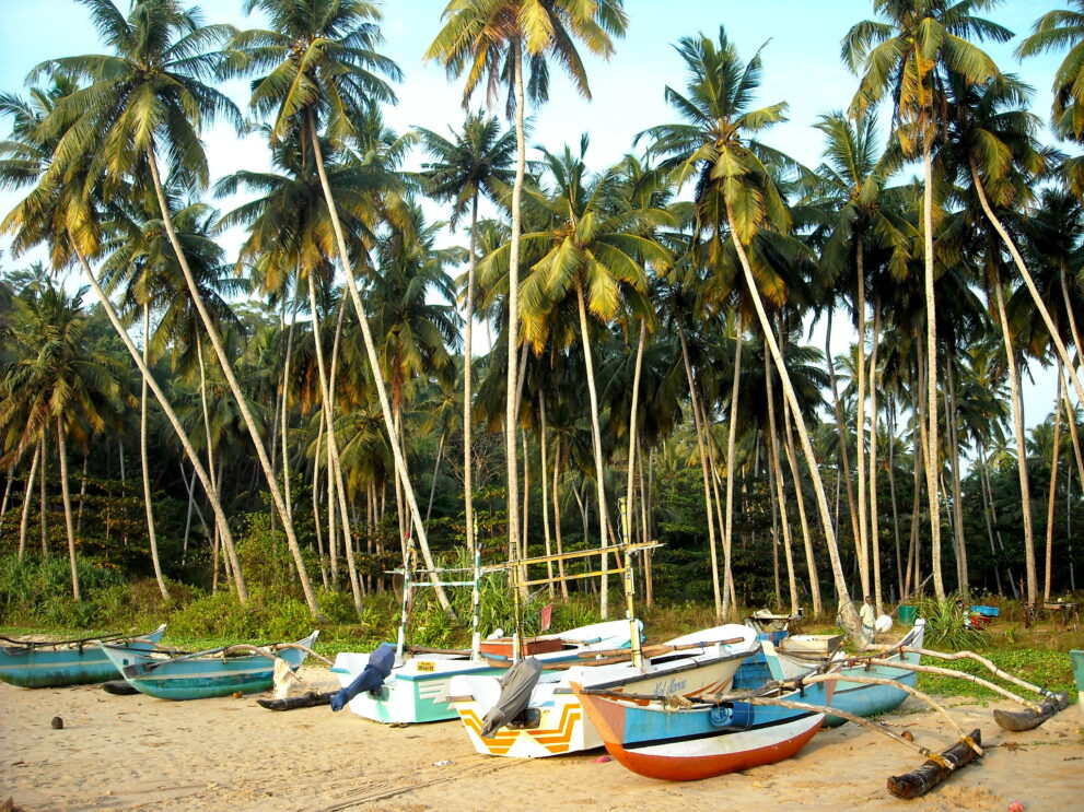 Fischerboote im Hain hoher Kokospalmen hinter dem Strand von Talalla an der Südküste von Sri Lanka