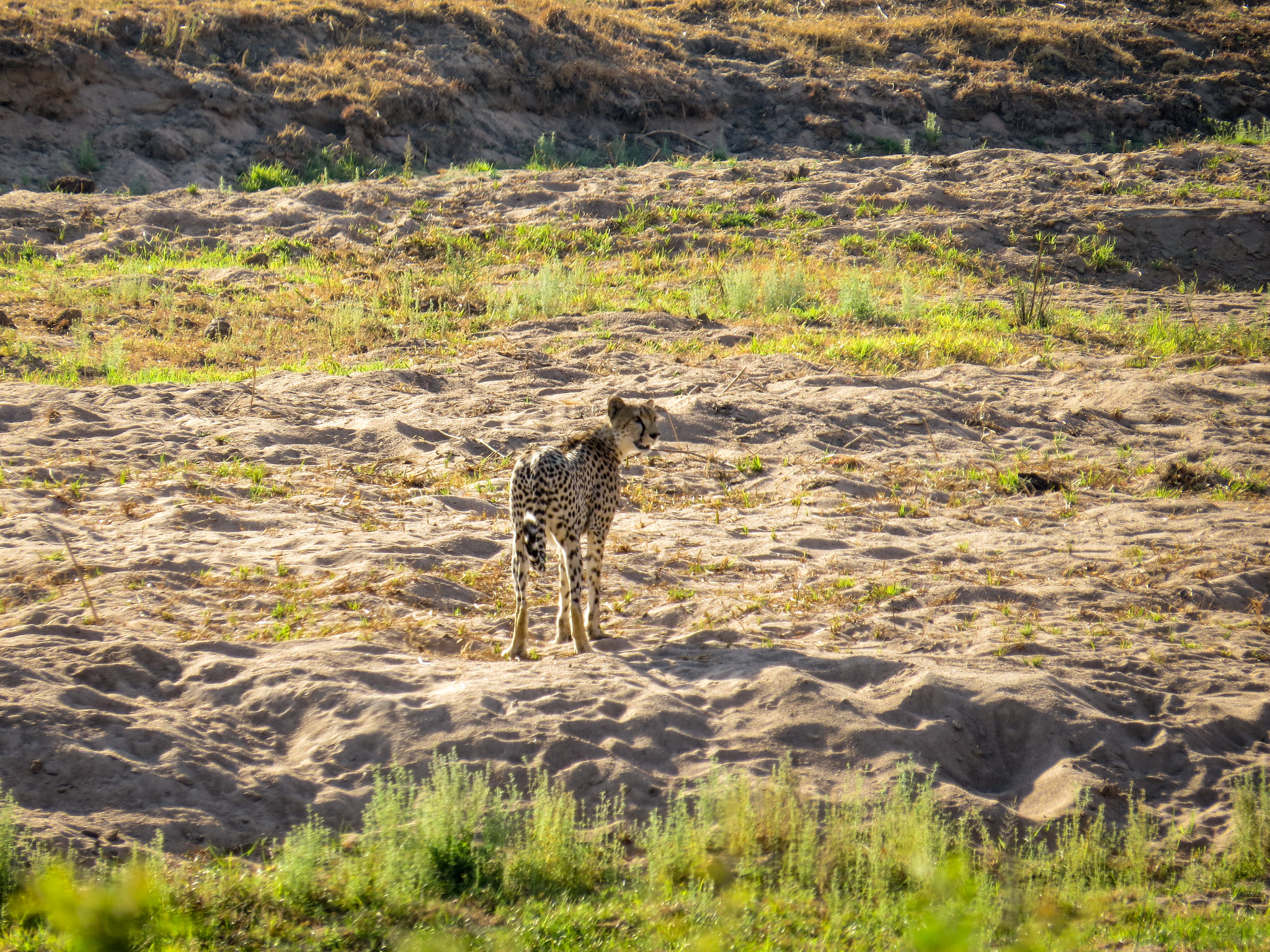 Ein Gepard steht im hellen Sandbett eines ausgetrockneten Flusses, am Rand grüne Büsche, dahinter die Uferböschung