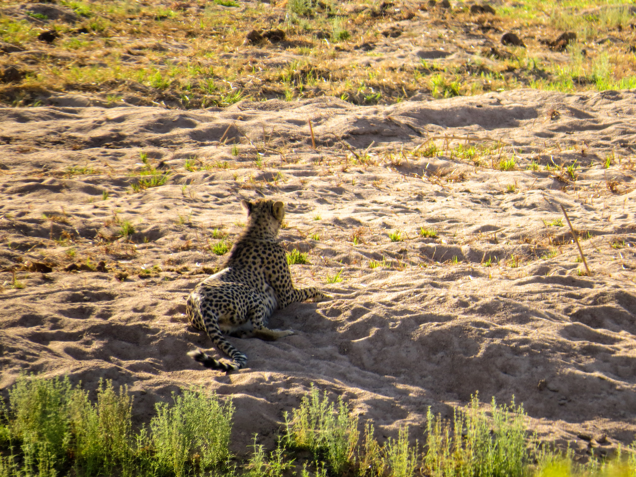 Gepard ruht im Sandbett, Ruaha-Nationalpark, November 2014