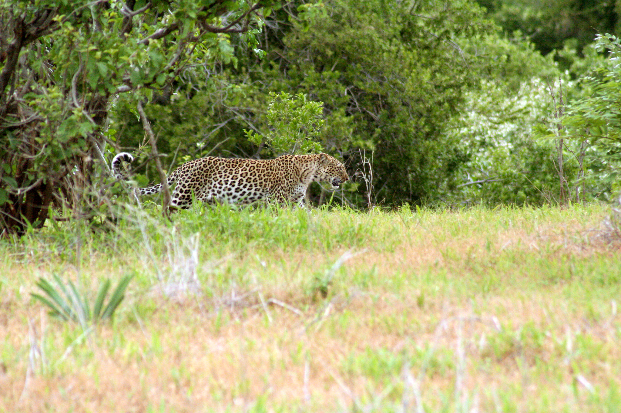 Leopard im Ruaha-Nationalpark, Februar 2011