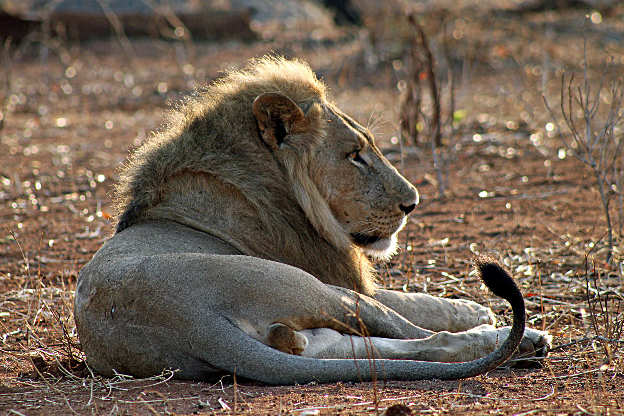 Löwenmann im Ruaha-Nationalpark, Juli 2011