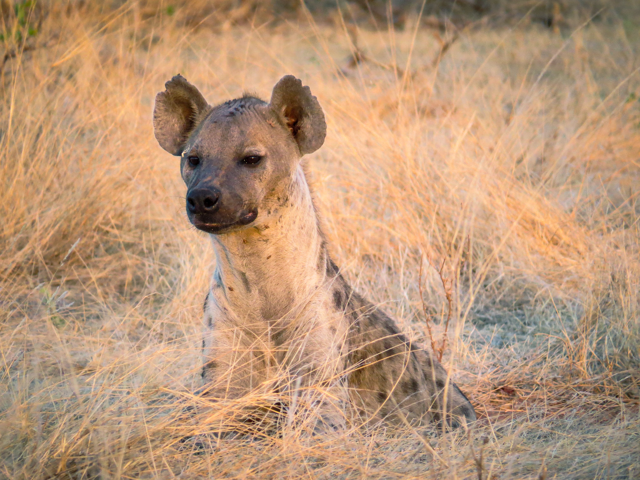 Tüpfelhyäne im Ruaha-Nationalpark, November 2014