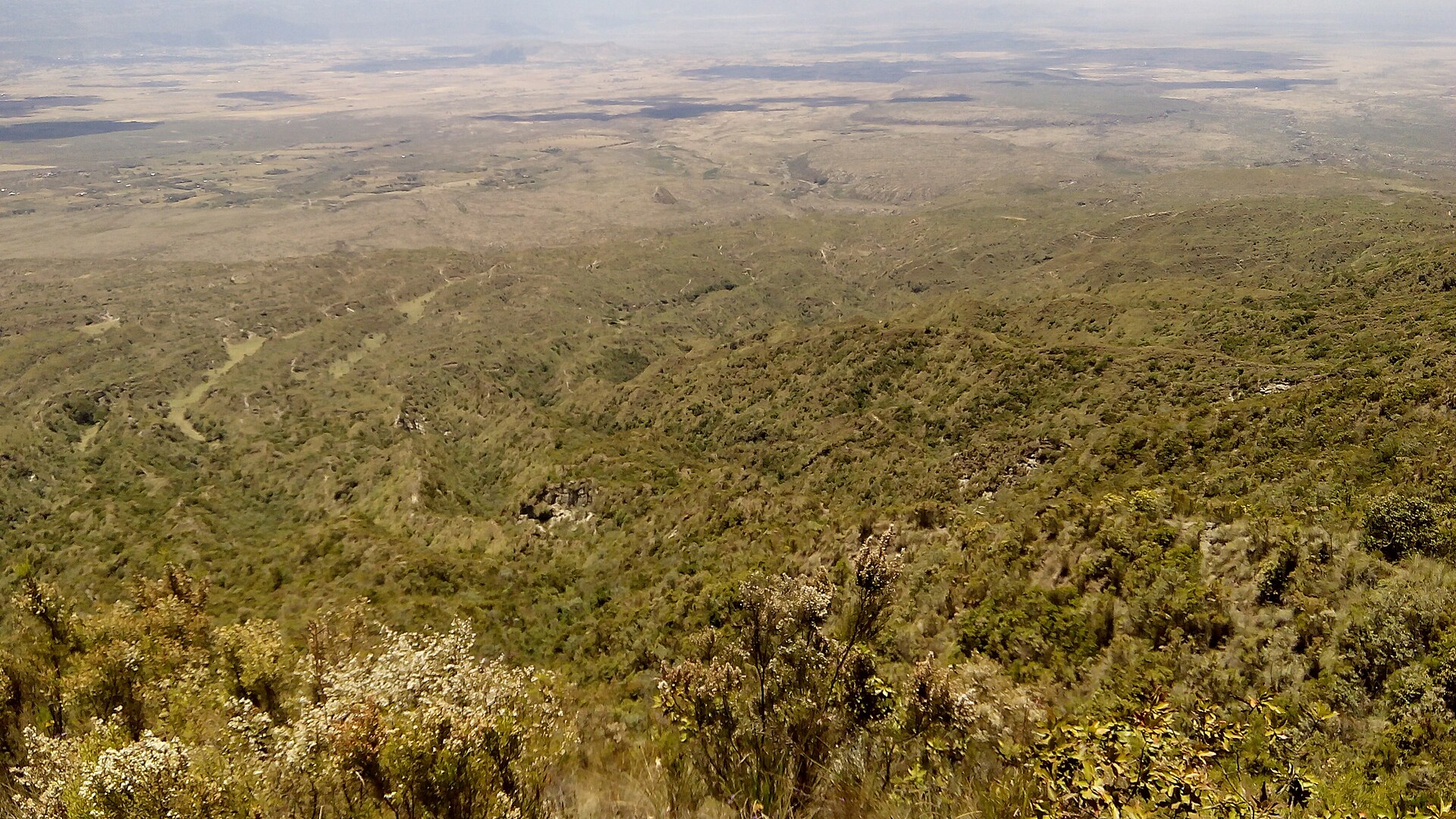 Grüner Buschhang des Mount Longonot fällt zum Rift Valley ab, vorne blühende Sträucher, hinten die weite Ebene