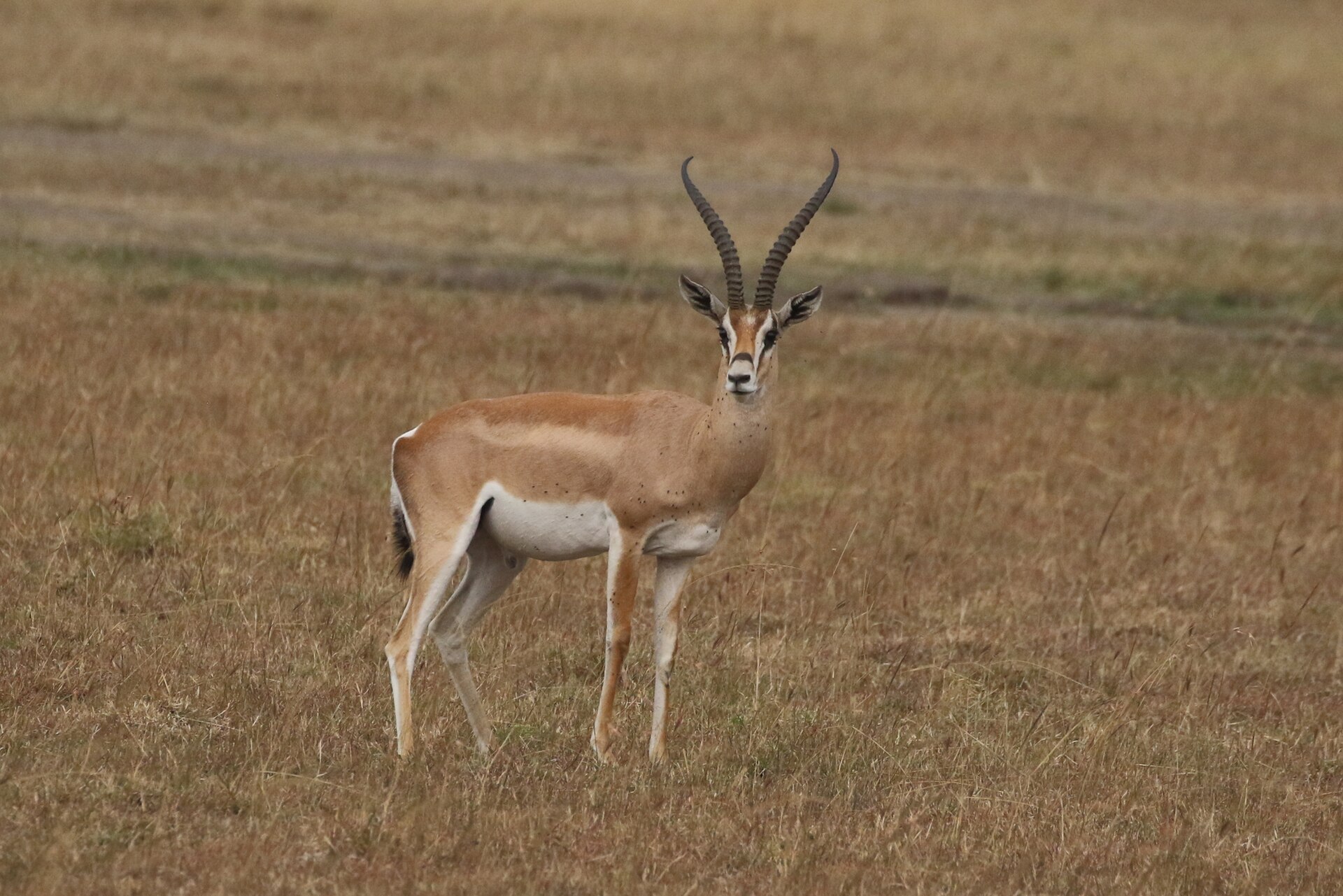 Grantgazelle in der Masai Mara, Kenia, 2023