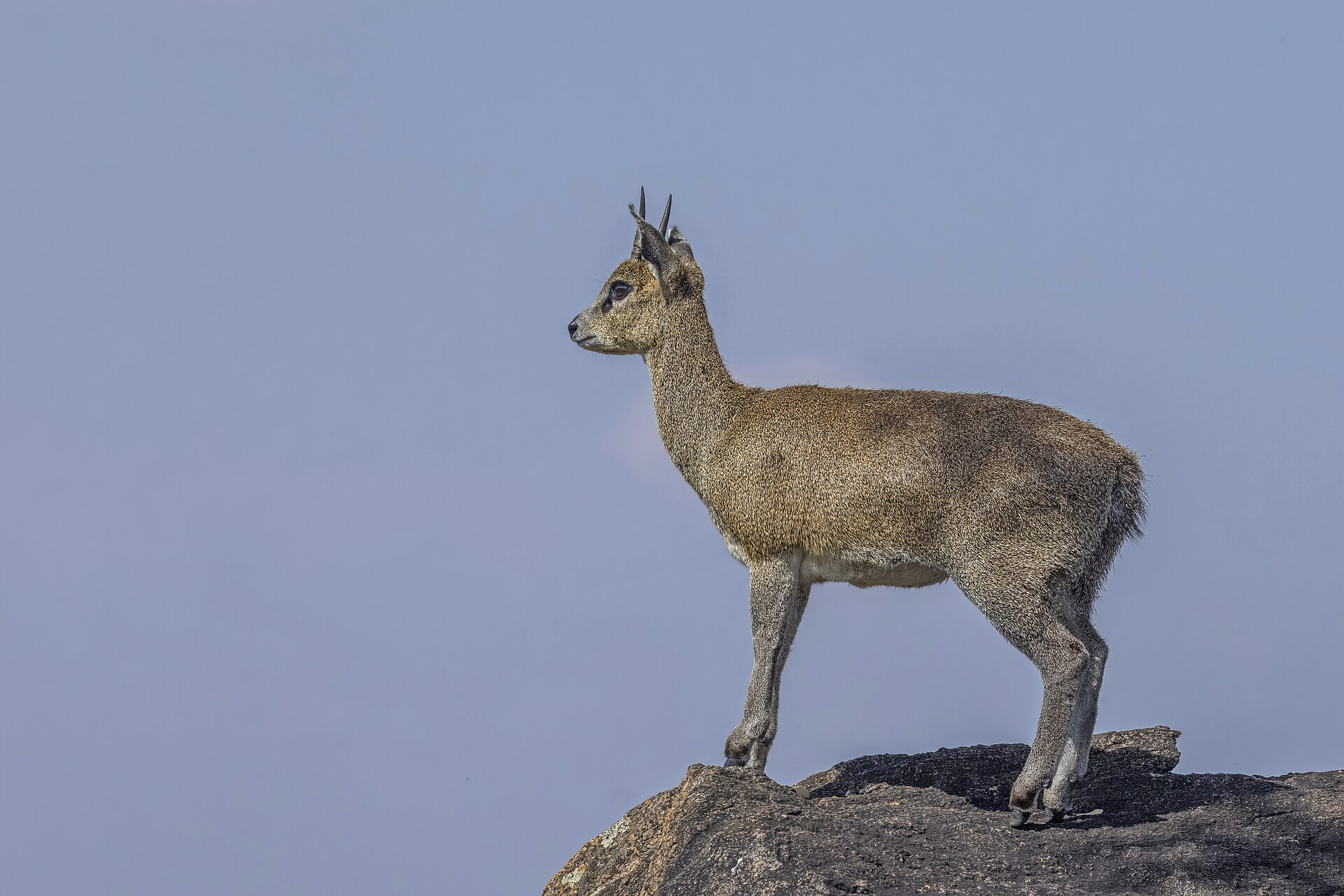Klippspringer-Bock auf einem Felsen in der Serengeti