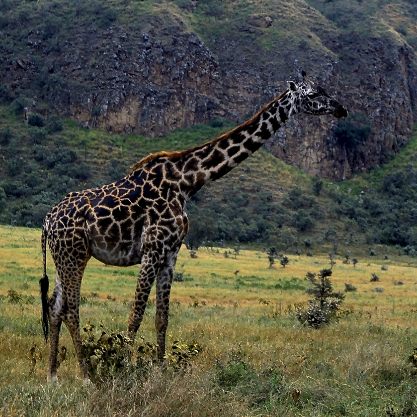 Massai-Giraffe im Hell’s-Gate-Nationalpark nebenan
