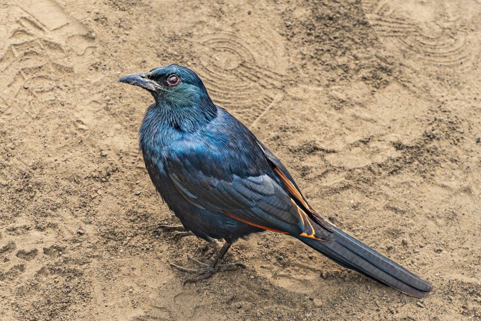 Ein blauschwarz glänzender Rotschwingenstar mit roten Augen und rostroten Flügelkanten steht auf hellem Vulkanstaub