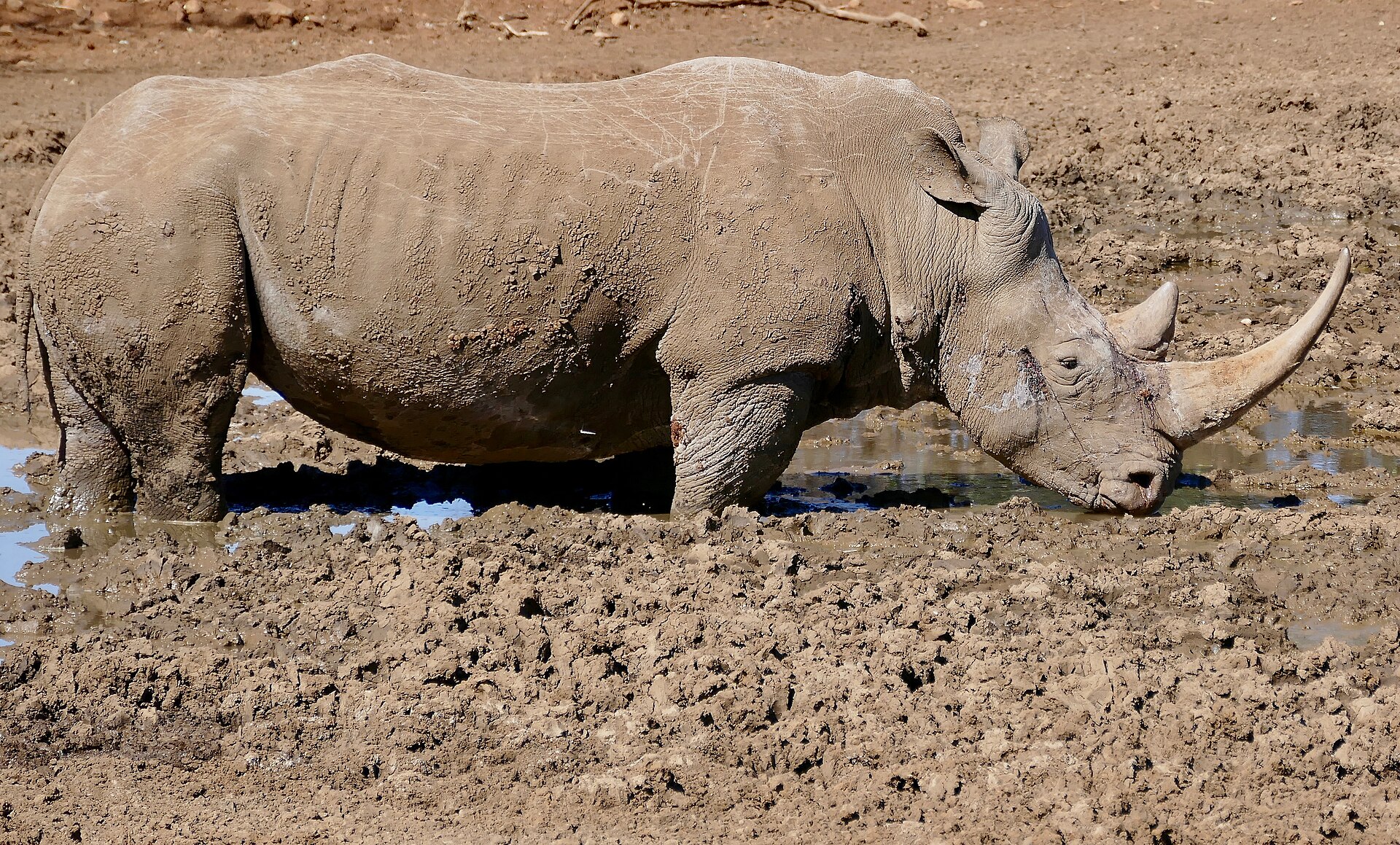 Breitmaulnashorn am Wasserloch, am Stofdam in Mokala