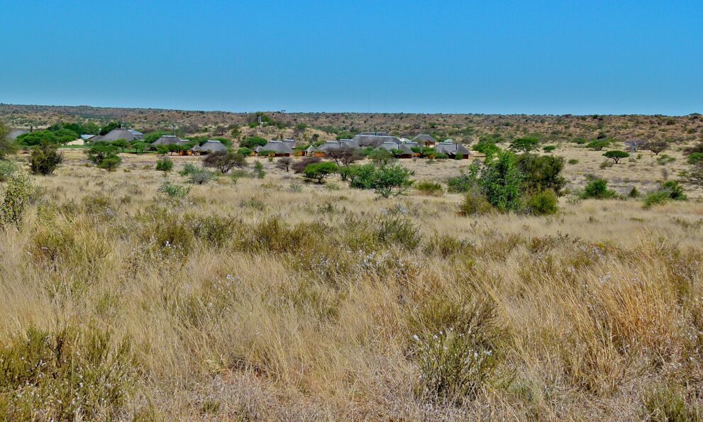 Reetgedeckte Häuser zwischen grünen Bäumen hinter einer weiten Fläche aus trockenem Gras, dahinter flache Hügel unter blauem Himmel