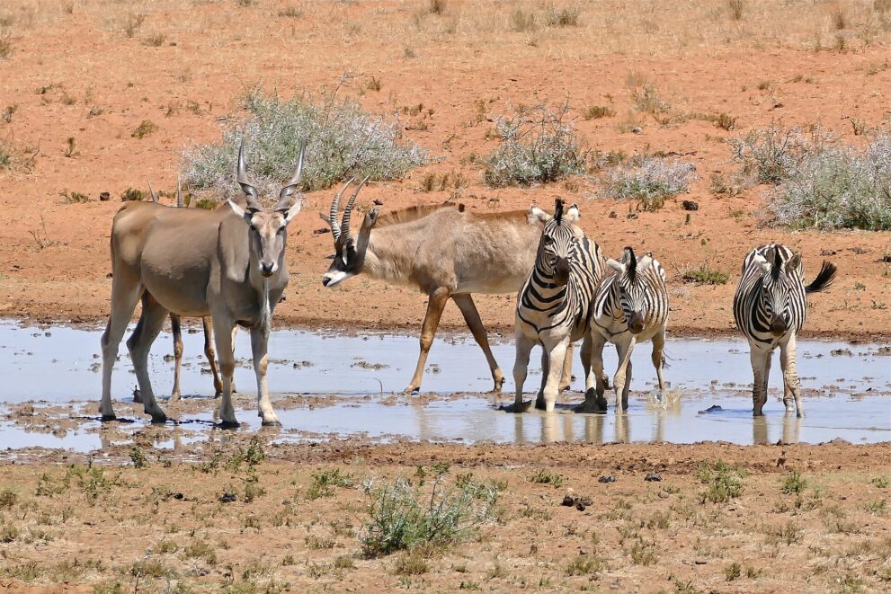 Eine Elenantilope, eine Pferdeantilope und drei Steppenzebras stehen in einem flachen Wasserloch auf rotem Sand