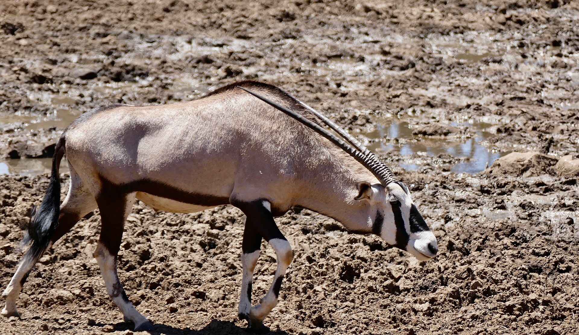 Oryx am schlammigen Ufer, am Stofdam in Mokala