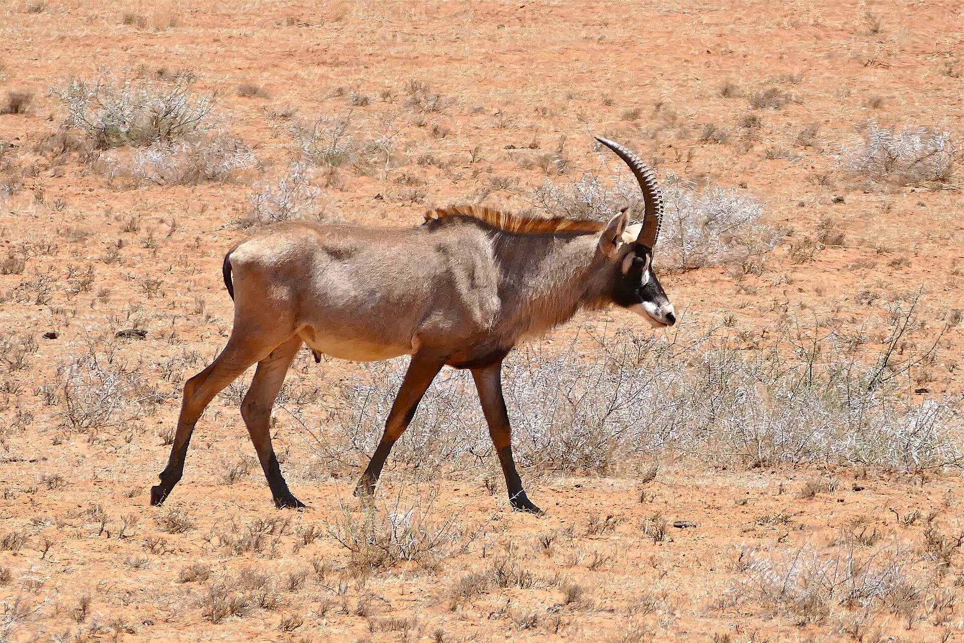 Pferdeantilope verlässt ein Wasserloch bei Lilydale