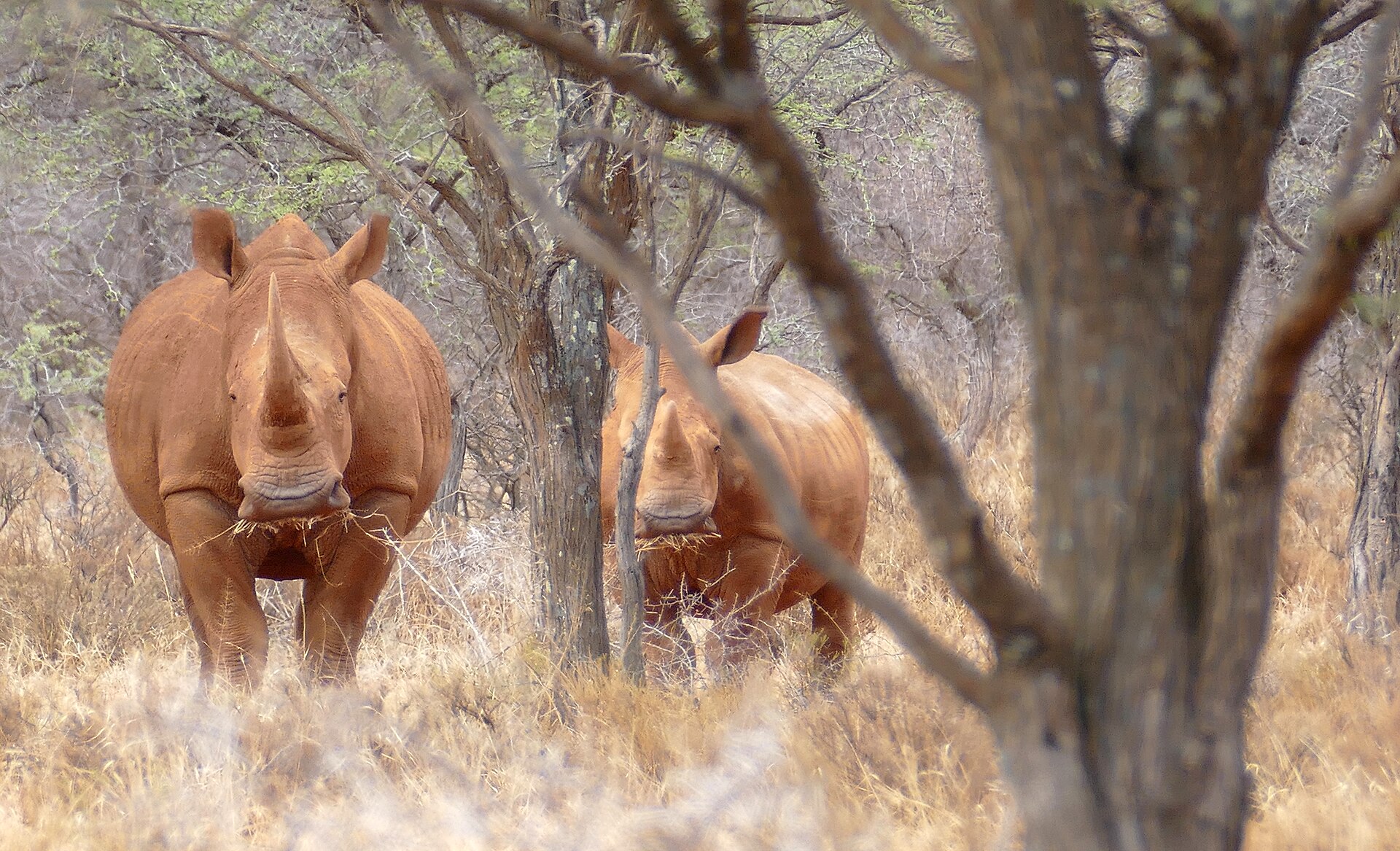 Breitmaulnashorn-Mutter mit Jungtier im Mokala-Nationalpark