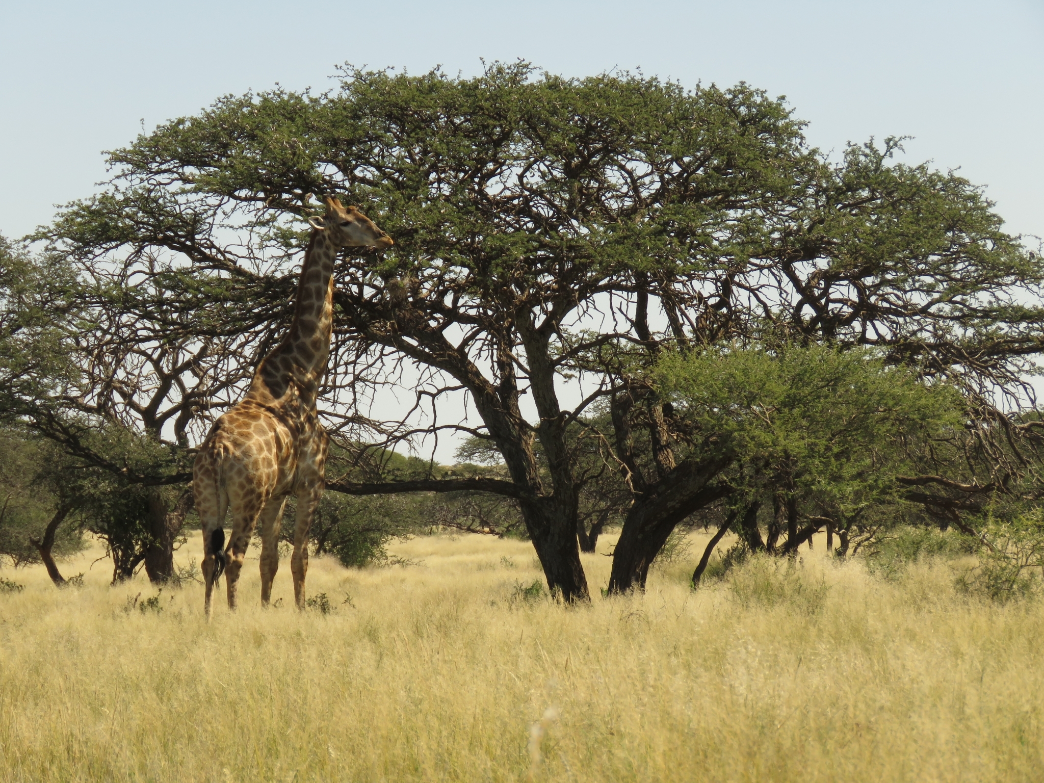 Eine Giraffe steht im hohen, gelben Gras neben einem breiten Kameldornbaum