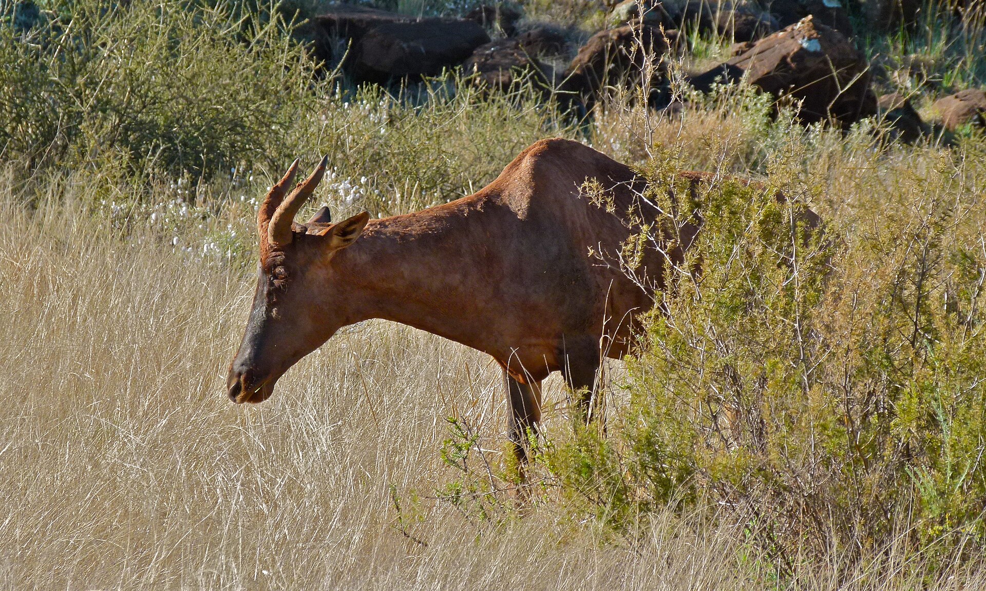 Leierantilope im Süden des Mokala-Nationalparks, östlich der Mosu Lodge