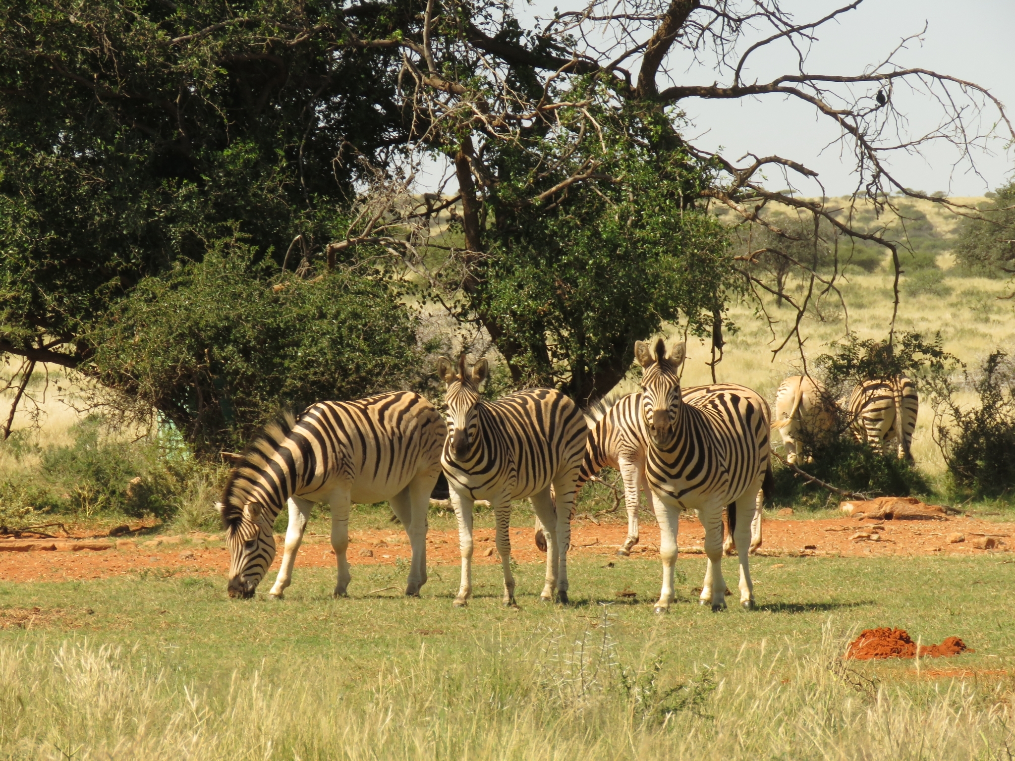 Fünf Steppenzebras grasen auf kurzem grünem Gras vor einem Baum, eines senkt den Kopf zum Boden