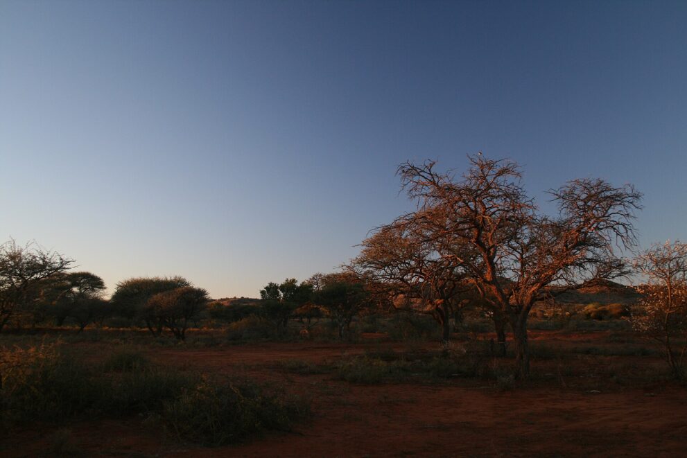Kameldornbäume im letzten Abendlicht, dahinter flache Hügel am Horizont