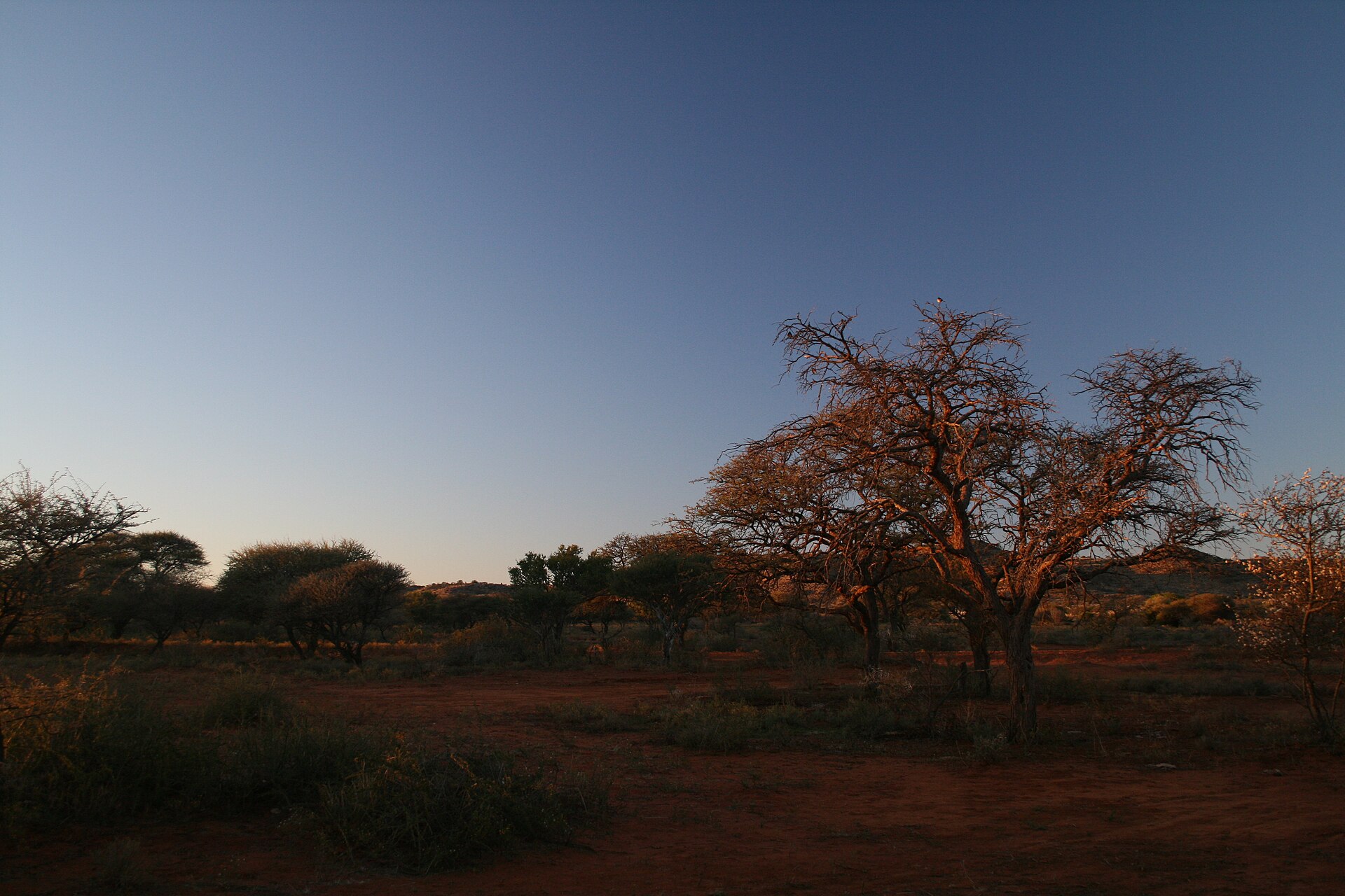 Kameldornbäume im letzten Abendlicht, dahinter flache Hügel am Horizont