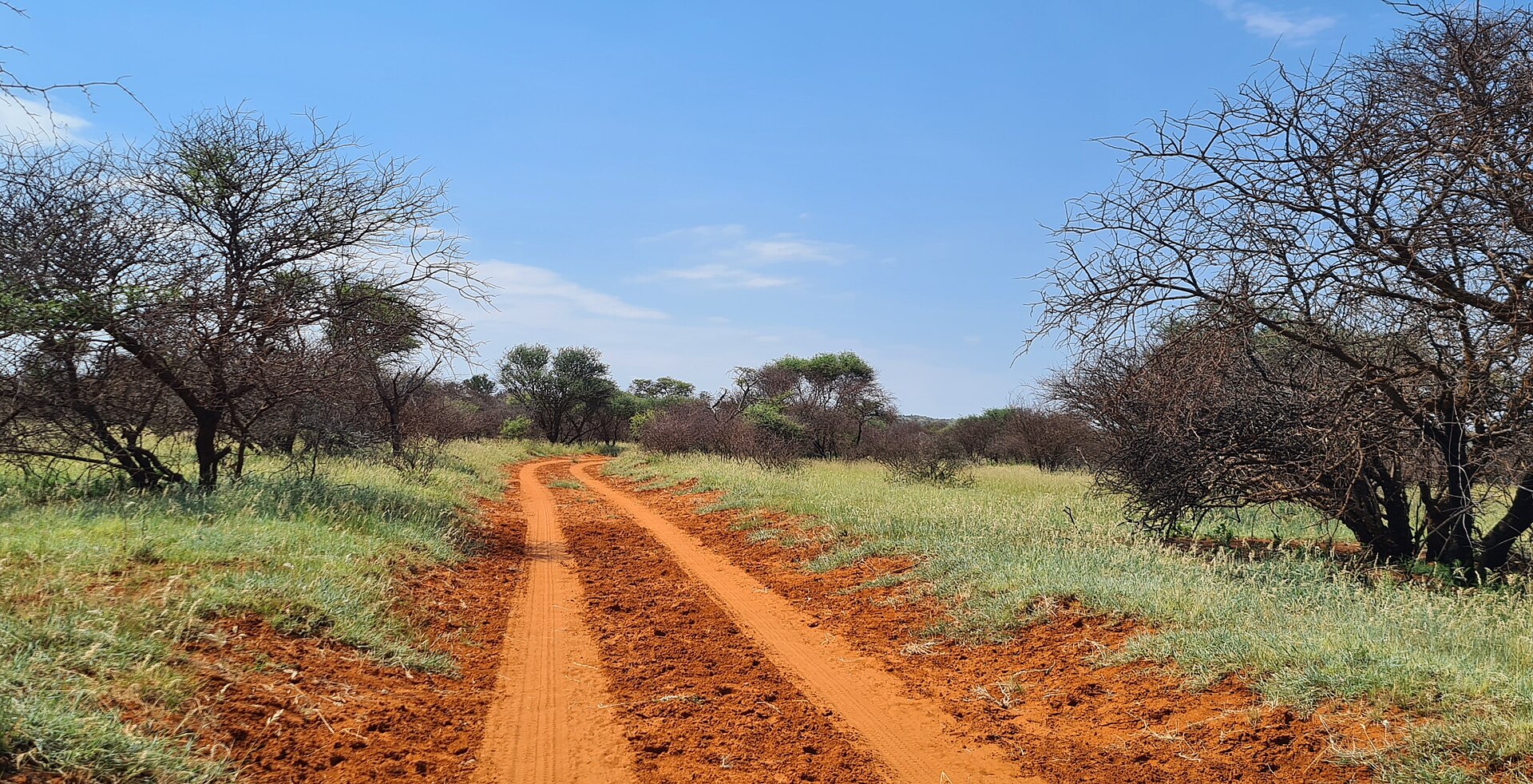 Rote Sandpiste zwischen grünem Gras und Dornbäumen