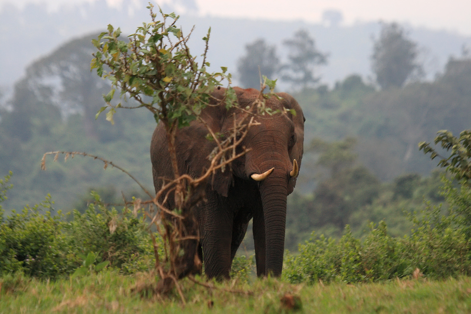 Ein Elefant steht hinter einem Strauch am Rand des Bergwalds, dahinter bewaldete Hänge im Dunst, Aberdare-Nationalpark