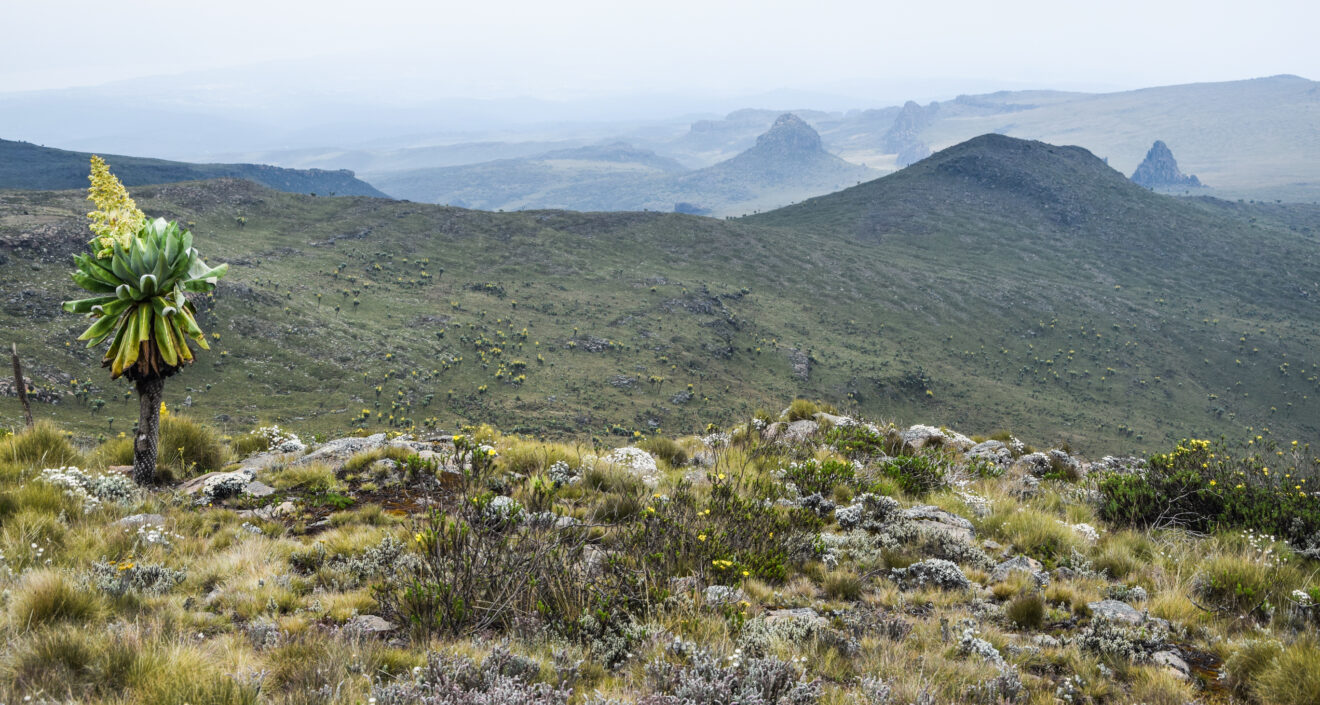 Eine blühende Riesenlobelie im Hochmoor, dahinter grüne Hänge und spitze Felskegel im Dunst, Aberdare-Nationalpark