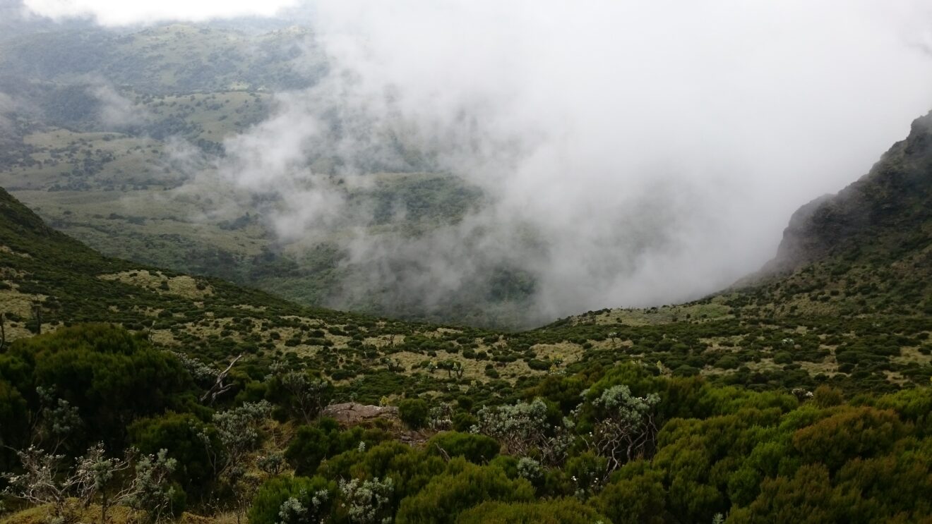 Nebel zieht in ein Tal, im Vordergrund Heidekraut und Büsche oberhalb des Bambusgürtels, Aberdare-Nationalpark