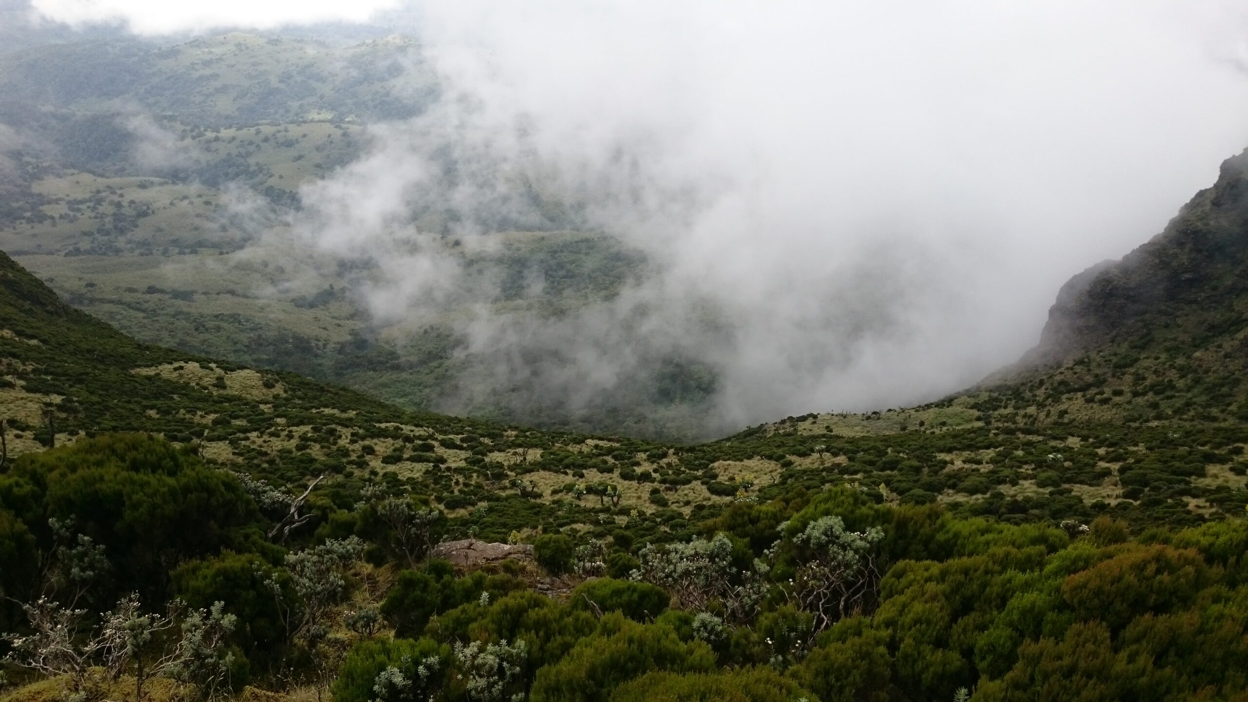 Nebel zieht in ein Tal, im Vordergrund Heidekraut und Büsche oberhalb des Bambusgürtels, Aberdare-Nationalpark