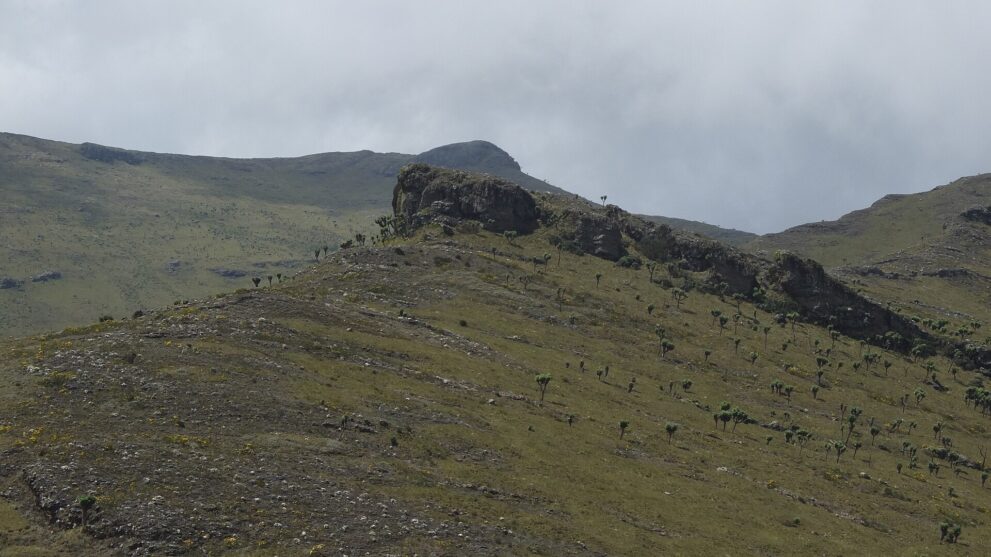 Grüner Hang mit verstreuten Riesenkreuzkraut-Pflanzen, eine dunkle Felsrippe und dahinter der Gipfel des Mount Satima unter Wolken