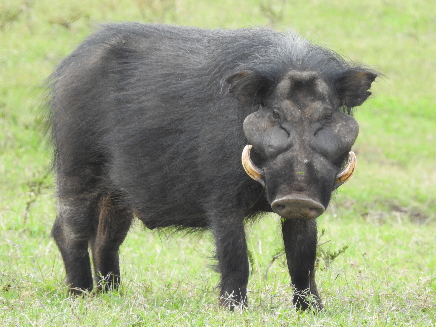 Riesenwaldschwein im Aberdare-Salient, 2023