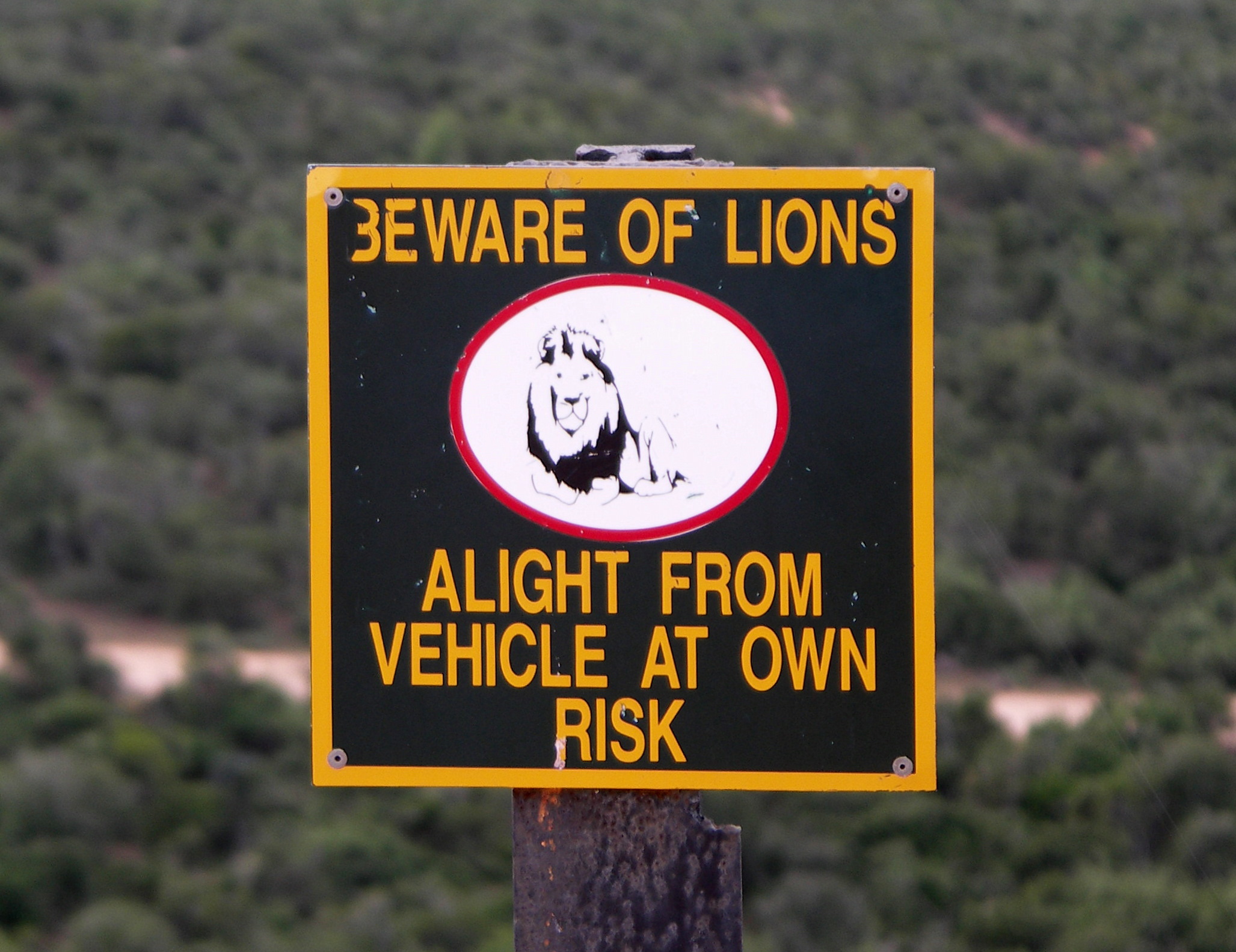 Schild „Beware of Lions, alight from vehicle at own risk“ am Lookout Zuurkop, dahinter dichtes Buschland