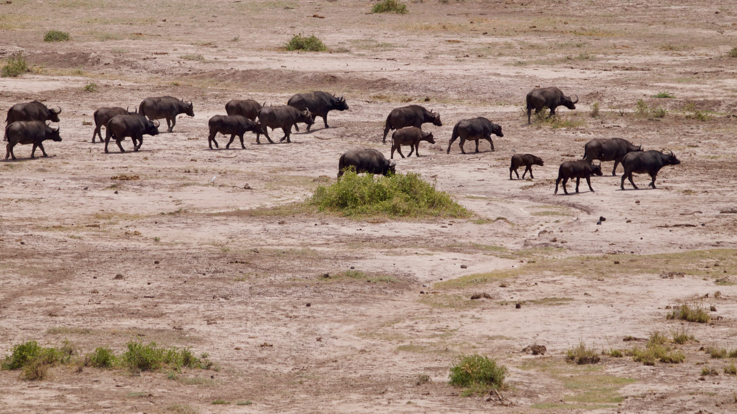 Eine Herde Kaffernbüffel zieht über eine trockene, staubige Ebene im Amboseli-Nationalpark