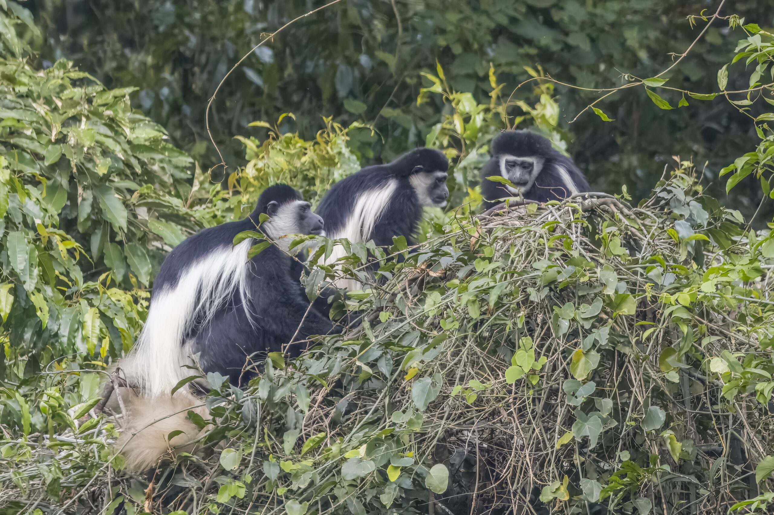 Drei Kilimandscharo-Guerezas mit langem weißem Fell sitzen im dichten Laub im Arusha-Nationalpark