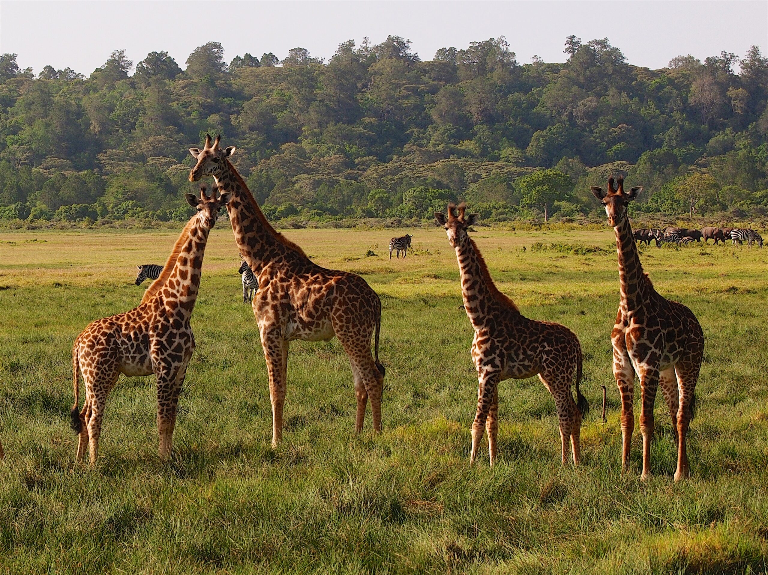 Vier Massai-Giraffen auf einer grünen Wiese, dahinter Zebras und Kaffernbüffel vor dem Waldrand im Arusha-Nationalpark