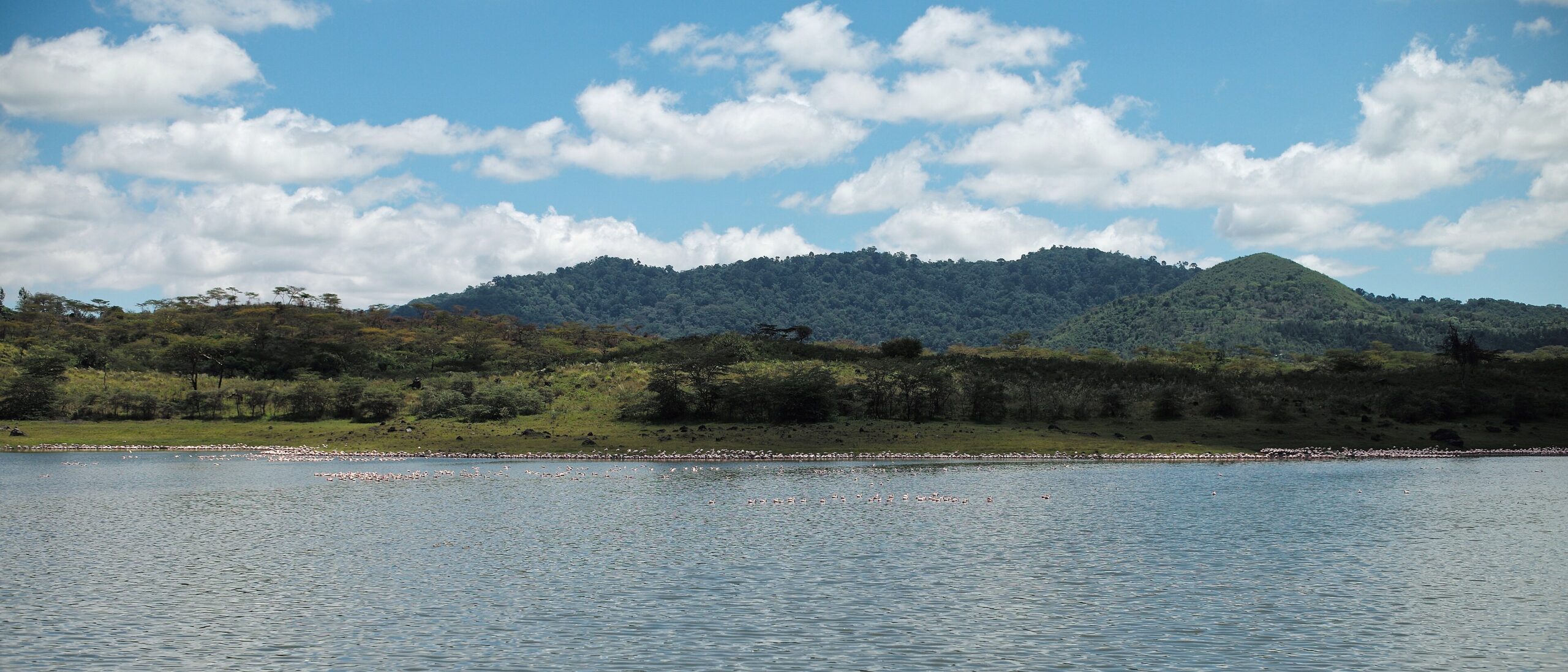 Momella-See im Arusha-Nationalpark mit Zwergflamingos am Ufer, dahinter bewaldete Hügel