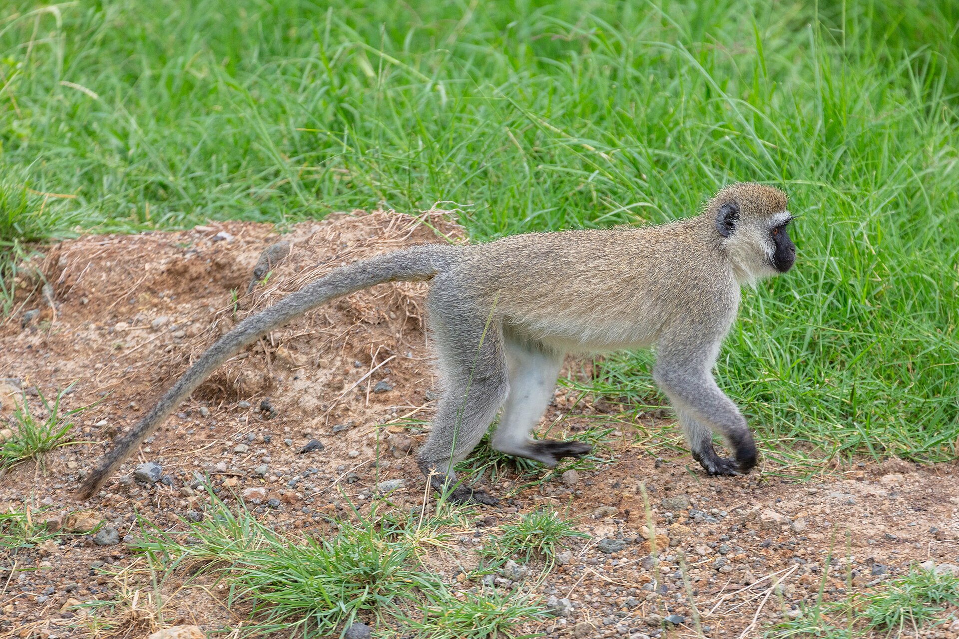 Grüne Meerkatze im Lake-Nakuru-Nationalpark, Ort im Park nicht genannt