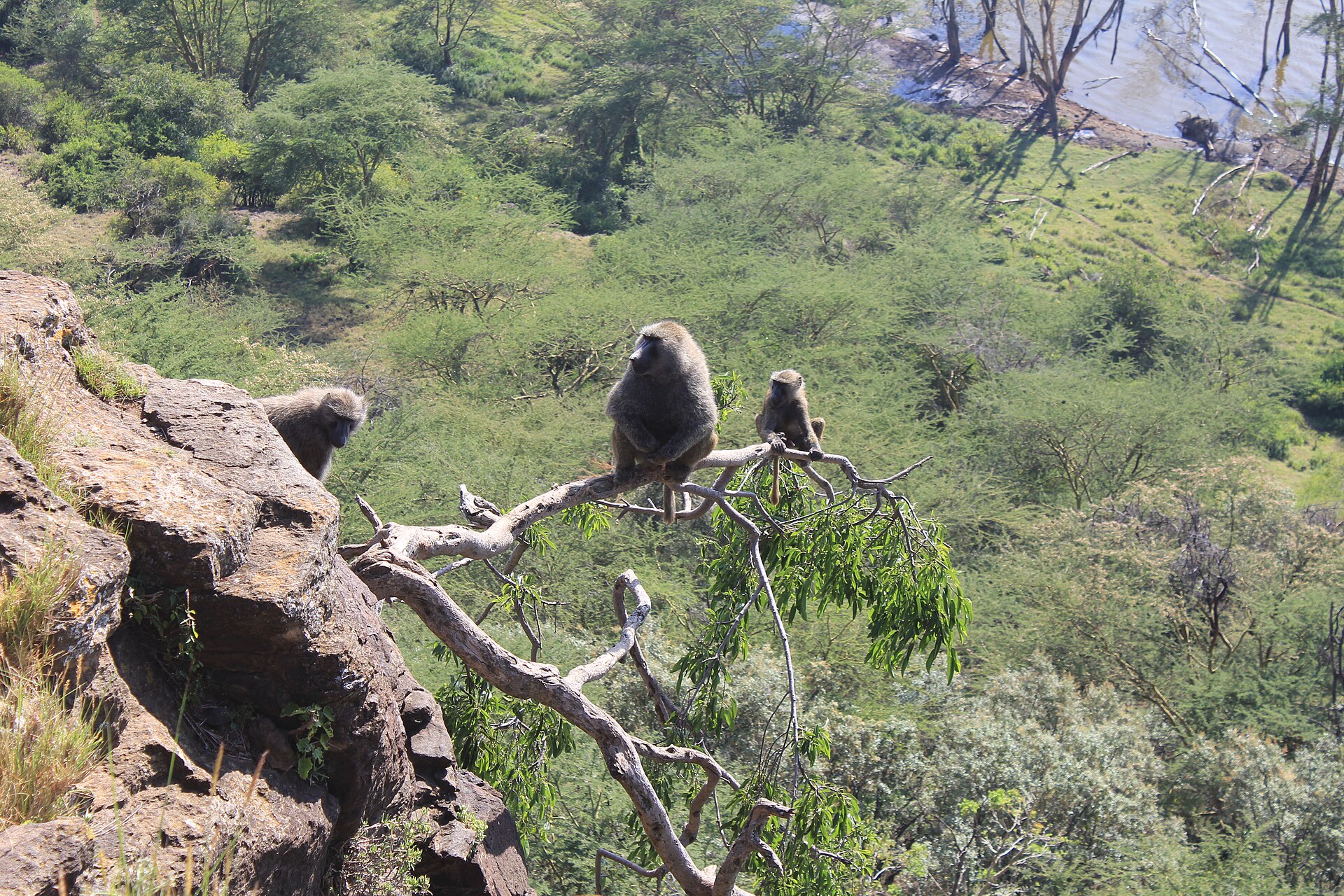 Paviane direkt an der Kante der Baboon Cliffs