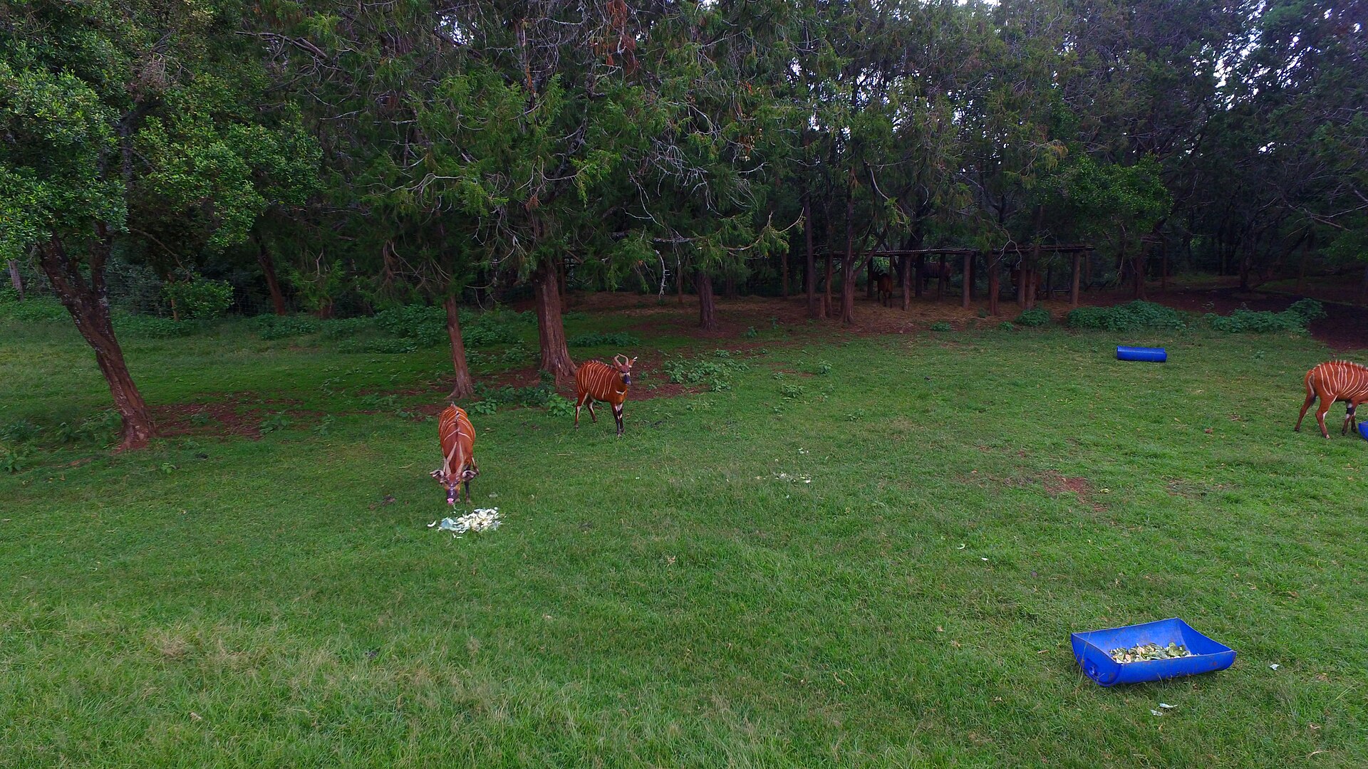 Bergbongos im Gehege einer Aufzuchtstation am Mount Kenya